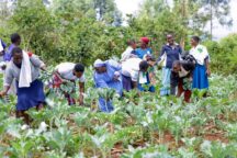 Ikoro women harvesting their kales.