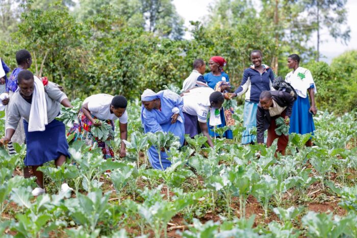  Sukuma wiki leaves a trail of hope for women in Kisii