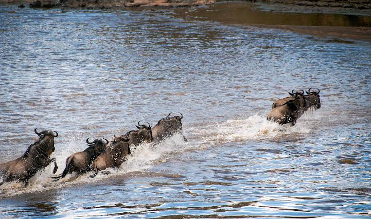 Wildebeests crossing the Mara River.