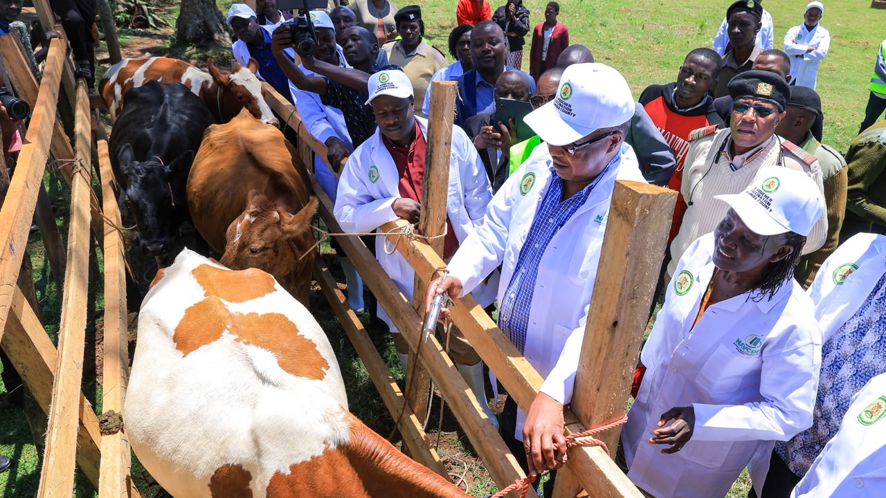 Nyaribo launches Sh32.6m farmer grants alongside cattle vaccination drive