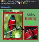 This Bird Looks Kenyan, and Kenyans Can’t Look Away