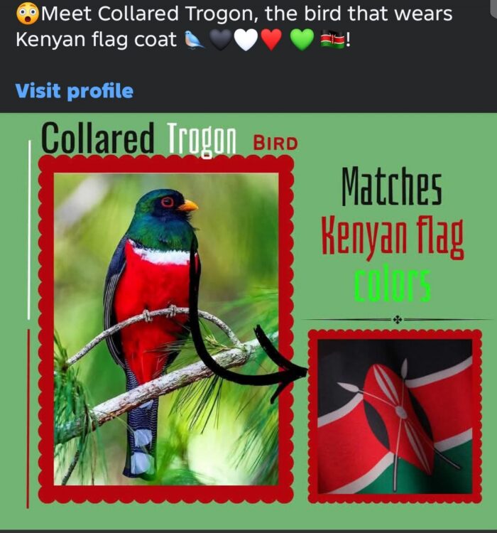 This Bird Looks Kenyan, and Kenyans Can’t Look Away
