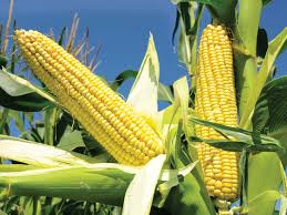 Health ministry warns of food safety risks as El Niño rains approach