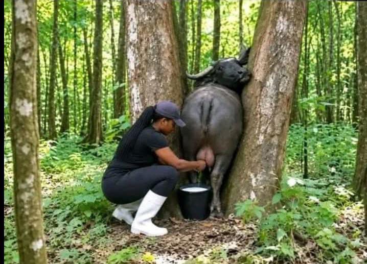 Drama as Nyagenke Declares Itself Buffalo Milk SuperPawa