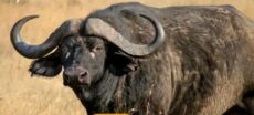 IDLERS CORNER: Nyagenke Buffaloes Go Amok Over Milk, Dowry Politricks