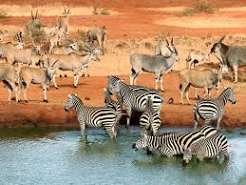 Kenya Launches $160 Million Conservation Programme in Tsavo