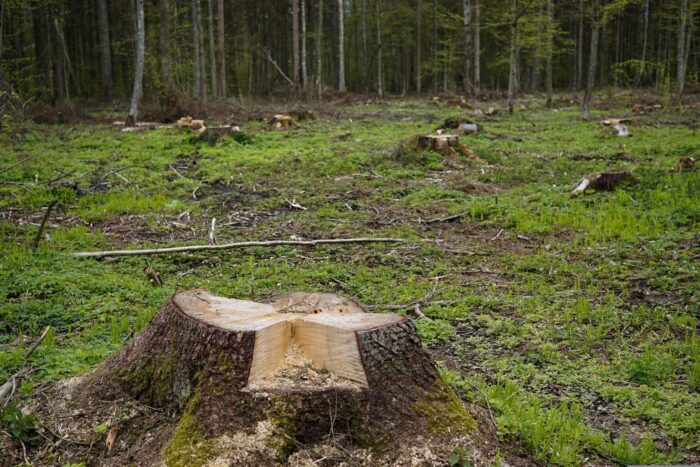 Maraga’s UGM accuses Ruto administration of destroying Kenya’s forests
